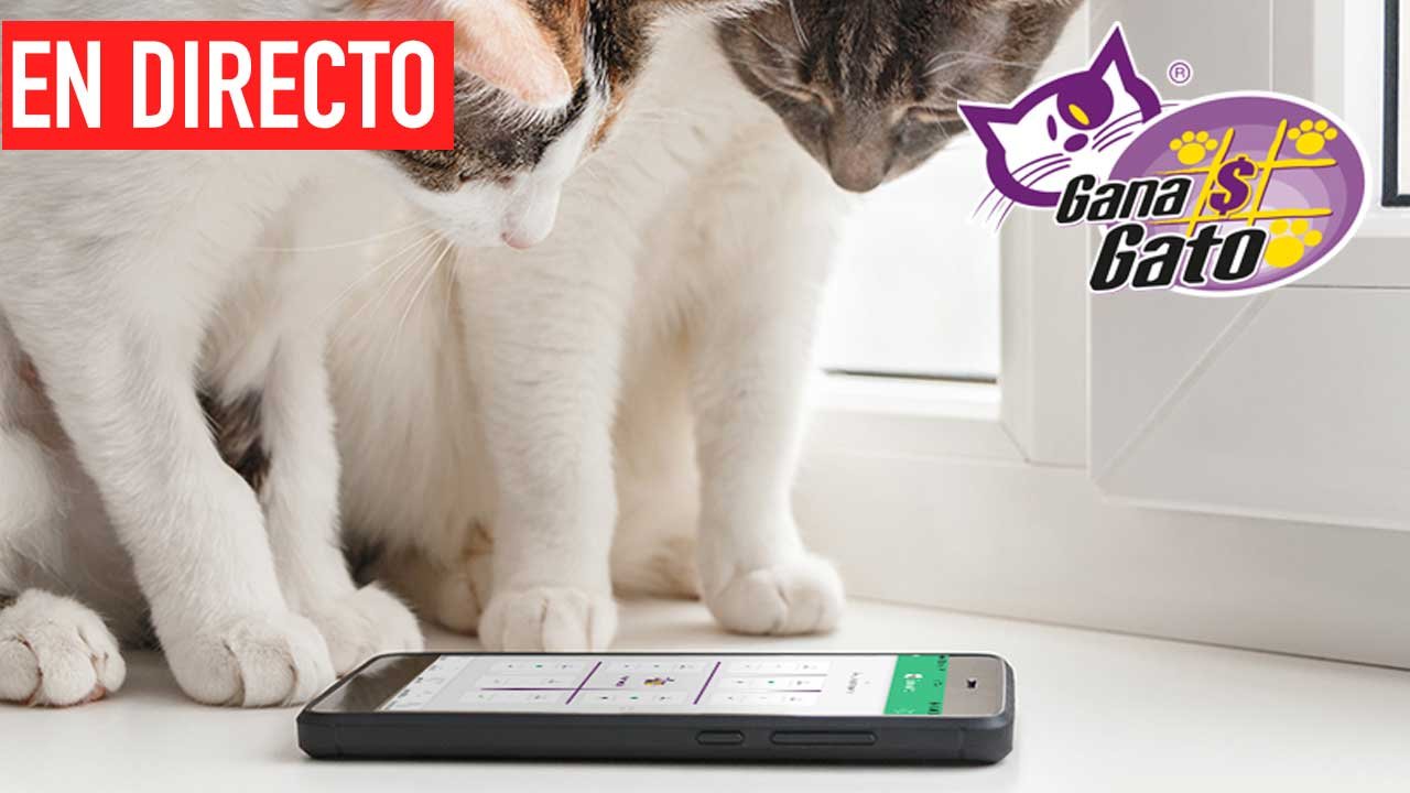 Te compartimos los ganadores del gana gato